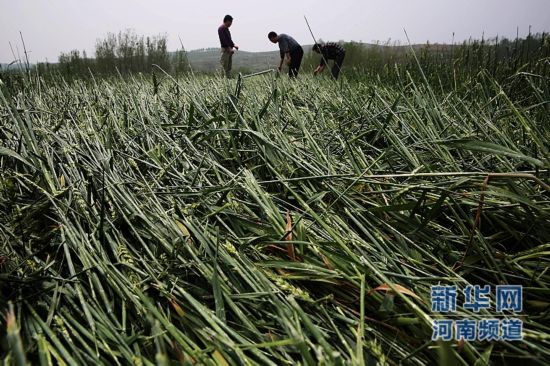 河南平顶山遭遇雷雨冰雹天气