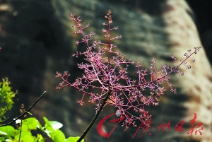 豪雨浇开中国独有植物丹霞梧桐花