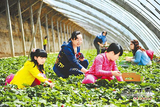 兰州市民来到刘家峡的农家大棚内采摘新鲜草莓