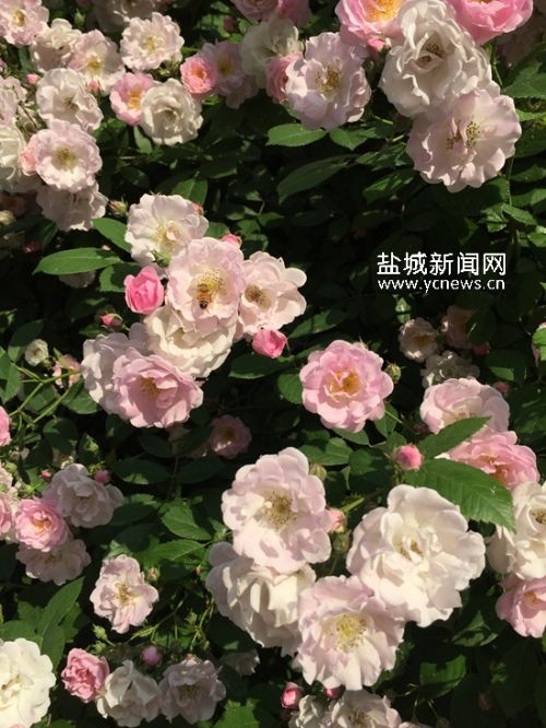 盐城蔷薇花开正茂 不少行人驻足拍照赏花