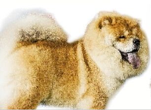 商贩给松狮染色打硅胶充当藏獒卖100万(图)