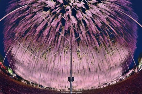 日本144岁紫藤花开 如紫色瀑布（组图）