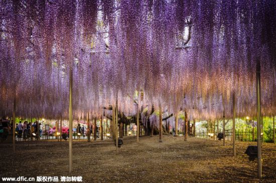 现实版《阿凡达》灵魂树:144岁紫藤花开