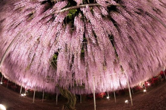 日本144岁紫藤花开 如紫色瀑布（组图）
