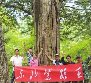 敦化1800年的红豆杉 