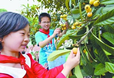 小学德育课搬到枇杷树下