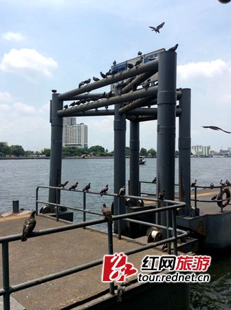 人间有味是清欢:湖南文艺美女泰国自助游全攻