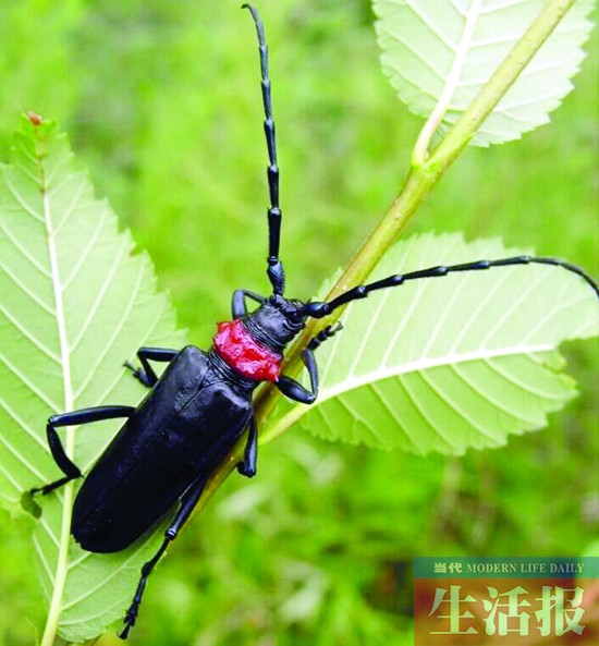天降 虫雨 需提防3种虫 吃点维生素B1可防虫(图