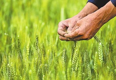 麦浪翻滚 防虫保丰收