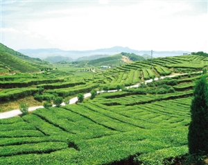 尚in农业,休闲新体验 温州沿江都市休闲农业一日游