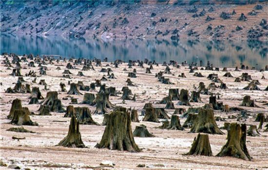 美国俄勒冈威拉米特国家森林公园,为了修建水渠,大批原始林木被砍伐.