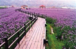 尚in农业,休闲新体验 温州沿江都市休闲农业一日游