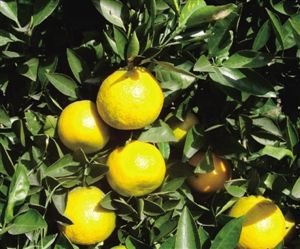 尚in农业,休闲新体验 温州沿江都市休闲农业一日游