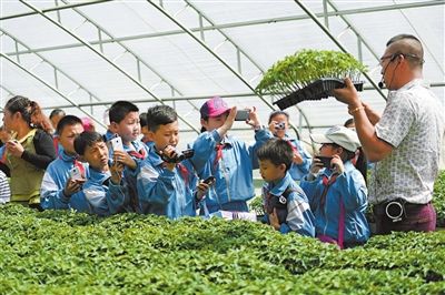 到果蔬种苗种植大棚了解体验智能农业温室种植技术,感受现代农业文化