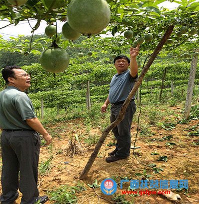 南宁市扶贫办到江南区开展扶贫项目督查