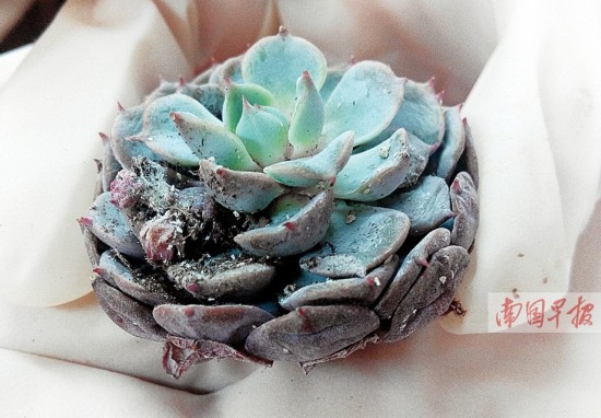 多肉植物不少携带有害生物 海淘肉肉需谨慎
