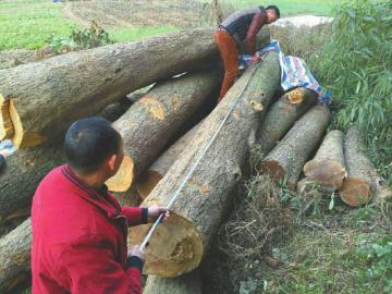 大邑县沙渠镇两棵百年桢楠被砍伐 1小时锯成六