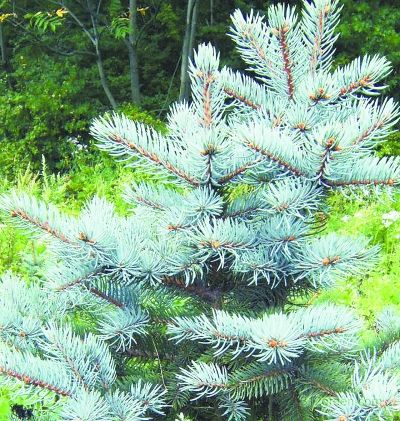 2万株彩色针叶树今年增彩长安街