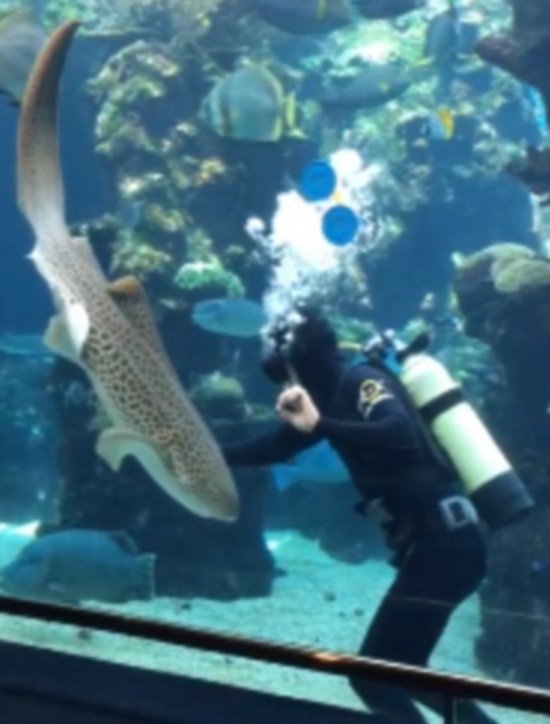 法国水族馆豹纹鲨卖萌求挠痒视频走红