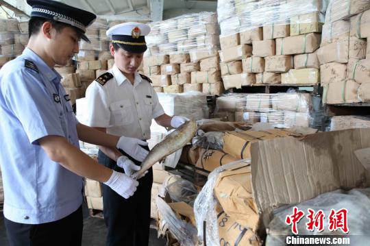 图为海关工作人员正在查验被查获的走私进口冻水产品 林晓薇 摄