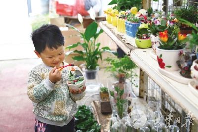 小盆栽方便打理容易成活 受大丰市民追捧