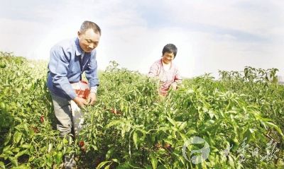 调优种植结构 大丰西团镇蔬菜种植面积3万亩次