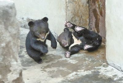 可爱!洛阳动物园小黑熊水池旁照镜理发