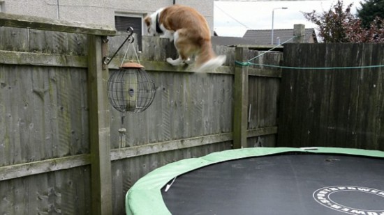 聪明狗狗利用蹦床越过6英尺高栅栏\/图