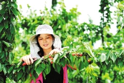 合肥肥西千亩樱桃园 引来乡村旅游热潮