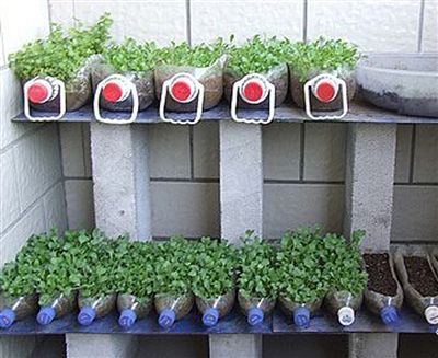 花盆种菜:西宁人的DIY生活