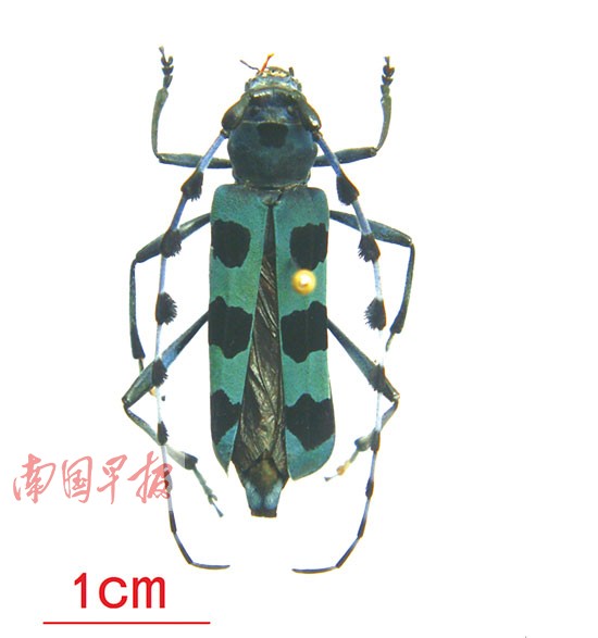 广西口岸截获多种新型洋害虫 海淘需谨慎