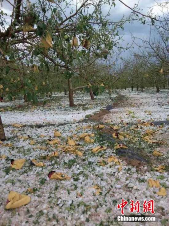 甘肃静宁遭冰雹袭击 苹果树被打得只剩枝条