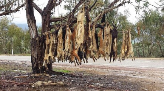 澳农民将野狗杀死挂树上以儆效尤