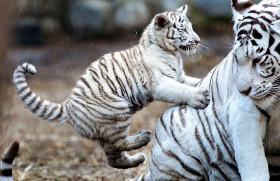 俄虎宝宝骚扰打盹妈妈萌态十足