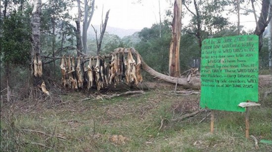 澳农民将野狗杀死挂树上以儆效尤