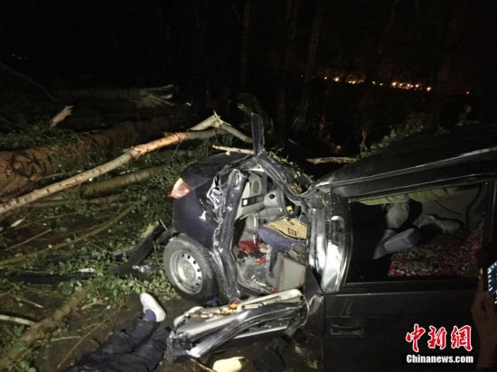 哈尔滨遭暴风雨袭击 数十棵树拦腰折断