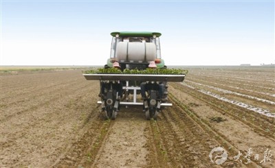 江苏大丰利用机械化移栽棉花 降低生产成本