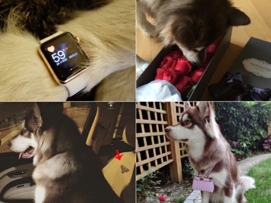 o;ii;d;Apple Watch;]