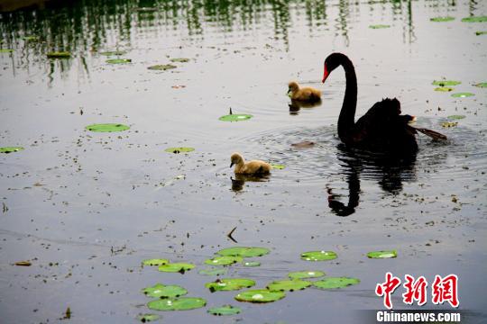 黑天鹅已适应甘肃戈壁湿地自然环境