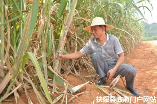 东门镇双高示范基地糖料蔗长势喜人