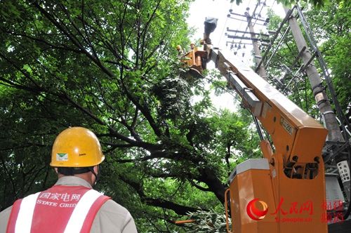龍岩供電公司緊急清理樹障，確保校園線路安全運行  余悅攝
