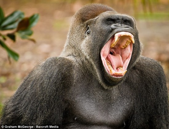 搞笑动物模仿人类举止:扣鼻屎的黑猩猩(图)