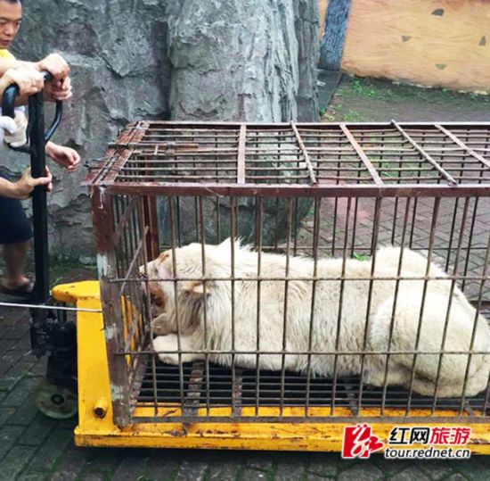 长沙来了动物新朋友:熊大熊二与飒爽白狮