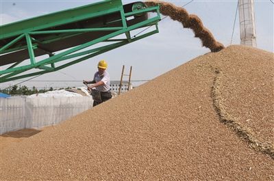 2015年海门种植小麦7.8万亩 9成已收割进仓
