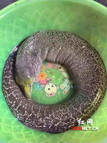 浏阳钓上龙鱼系恶作剧 专家认定为裸胸鳝