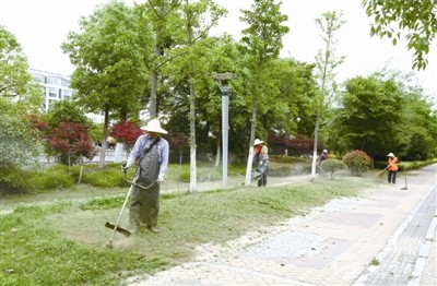 气温升高绿植生长迅速 大丰绿化工人修剪草坪