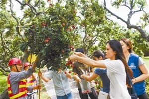 荔枝熟了,深大学生有口福了!