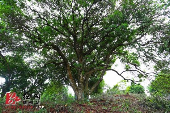 怀化520年杨梅树王 申报世界纪录成功