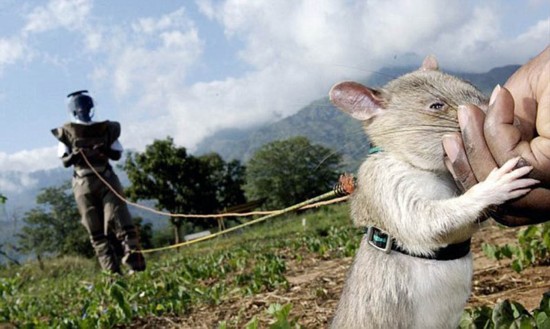 柬埔寨训练巨鼠嗅探地雷 20分钟可抵人5天工作