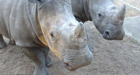 犀牛幼崽发出奇特叫声被称陆上海豚\/组图--陕